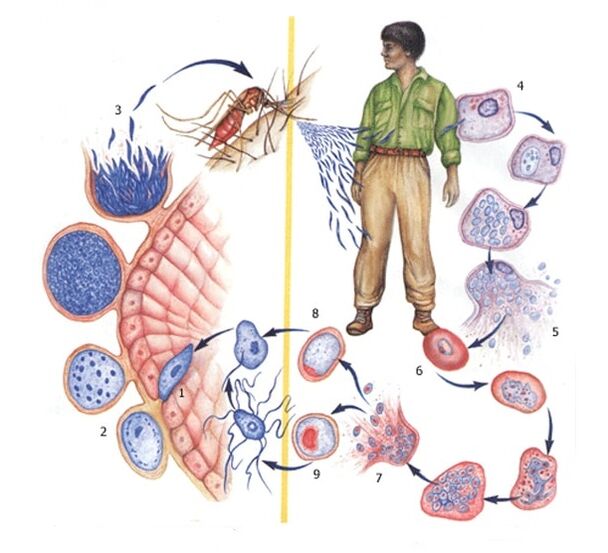 ways of reproduction of the simplest parasites