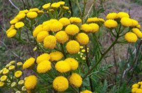 Enely from Tansy