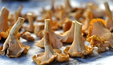 Chanteles mushrooms to remove the parasite from the body