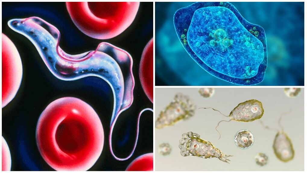 Types of protozoan parasites
