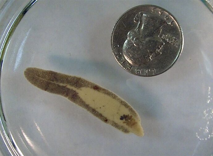 Case size compared to a coin